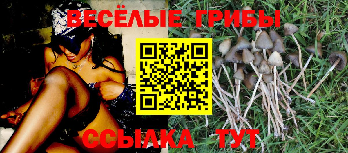 Соль-Илецк  Псилоцибиновые грибы Cubensis  Вход с VPN 